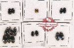 Hydrophilidae Scientific lot no. 145 (16 pcs)