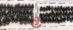 Hydrophilidae Scientific lot no. 146 (63 pcs)