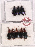 Scientific lot no. 554 Carabidae (8 pcs)