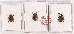 Scientific lot no. 63 Endomychidae (3 pcs)