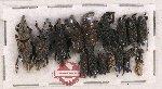 Scientific lot no. 586 Curculionidae (17 pcs)