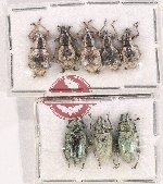 Scientific lot no. 536 Curculionidae (8 pcs)