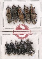 Scientific lot no. 598 Curculionidae (10 pcs)