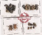 Scientific lot no. 620 Curculionidae (18 pcs)