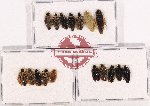 Scientific lot no. 67 Blattodea (17 pcs A, A-, A2)