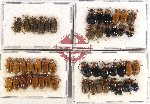 Scientific lot no. 418 Chrysomelidae (48 pcs)