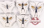 Scientific lot no. 239 Hymenoptera (5 pcs)