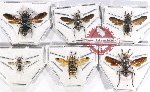 Scientific lot no. 240 Hymenoptera (6 pcs)