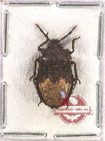 Pentatomidae sp. 45 (10 pcs)