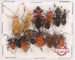 Scientific lot no. 948 Heteroptera (14 pcs)