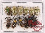 Scientific lot no. 931 Heteroptera (12 pcs)