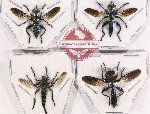 Scientific lot no. 33 Diptera (Asilidae) (4 pcs)