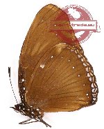 Hypolimnas anomala arnoldi