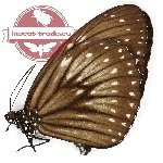 Euploea redtenbacheri albiplaga