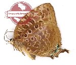 Arhopala anthelus (A2)
