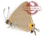 Pratapa icetoides (A-)