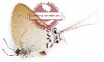 Cheritra freja frigga (A2)