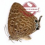 Arhopala eridanus elfeta (A2)