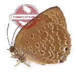 Arhopala admete