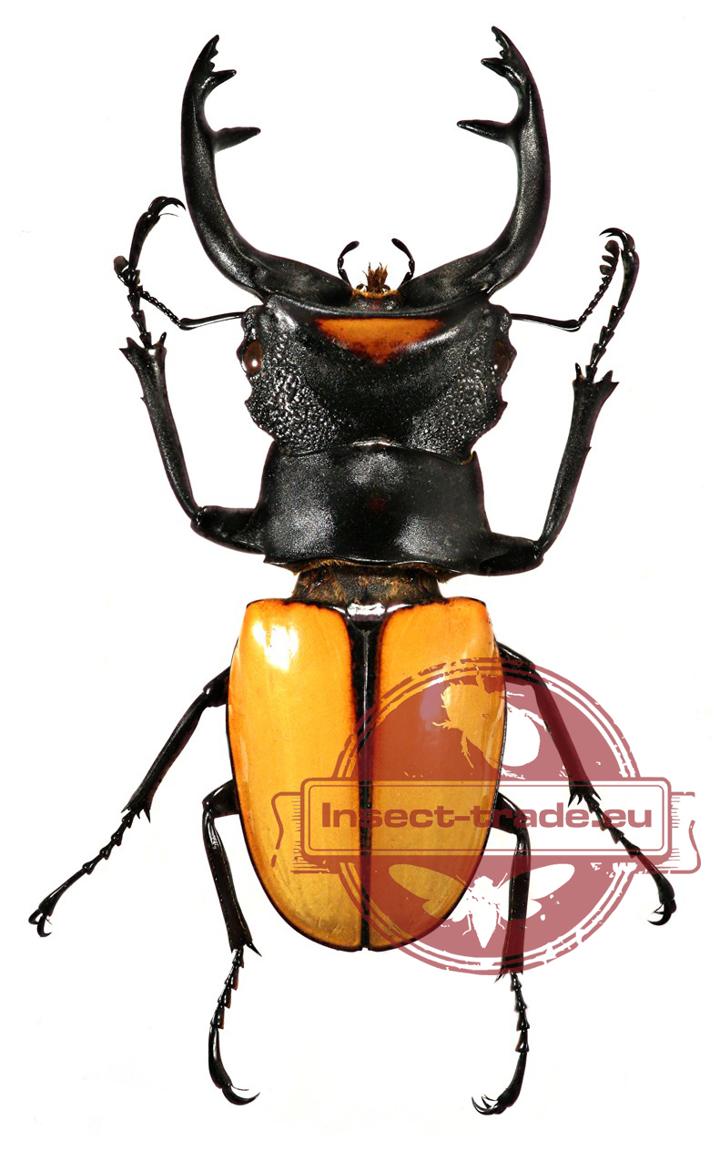 Indonesian Stag Beetle Odontolabis lacordairei 70mm Telodonte Male FAST FROM USA 