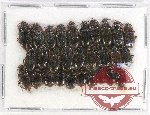 Scientific lot no. 337 Tenerionidae (29 pcs)