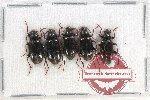 Scientific lot no. 308 Tenebrionidae (5 pcs)