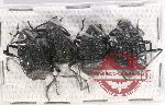 Scientific lot no. 332 Tenebrionidae (4 pcs)