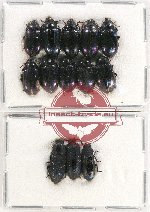 Scientific lot no. 302 Tenebrionidae (13 pcs)