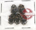 Scientific lot no. 320 Tenebrionidae (5 pcs)