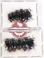 Scientific lot no. 310 Tenebrionidae (10 pcs)