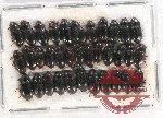 Scientific lot no. 335 Tenebrionidae (35 pcs)