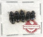 Scientific lot no. 334 Tenebrionidae (5 pcs)