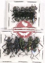 Scientific lot no. 317 Tenebrionidae (9 pcs)