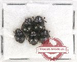 Scientific lot no. 319 Tenebrionidae (5 pcs)