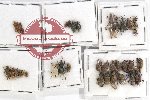 Scientific lot no. 618 Curculionidae (38 pcs)