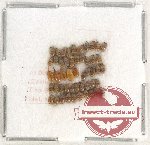 Scientific lot no. 637 Curculionidae (50 pcs)