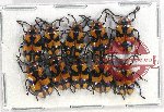 Scientific lot no. 423 Chrysomelidae (10 pcs)