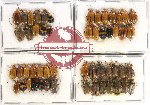 Scientific lot no. 417 Chrysomelidae (53 pcs)