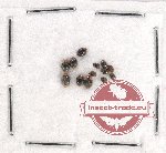 Scientific lot no. 86 Coccinelidae (13 pcs)