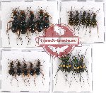 Scientific lot no. 67 Cicindelidae (19 pcs A-, A2)