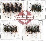 Scientific lot no. 66 Cicindelidae (20 pcs - 5 pcs A2)