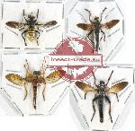 Scientific lot no. 54 Diptera (Asilidae) (4 pcs - 1 pc A2)