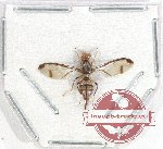 Diptera sp. 47