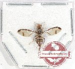 Diptera sp. 47