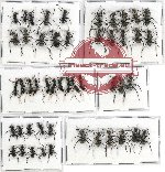 Scientific lot no. 22 Formicidae (49 pcs)