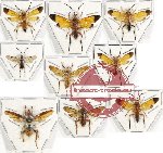 Scientific lot no. 232 Hymenoptera (Symphyta) (9 pcs)