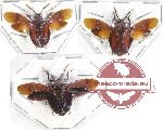 Scientific lot no. 958 Heteroptera (3 pcs)