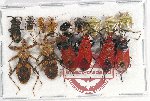 Scientific lot no. 933 Heteroptera (15 pcs)