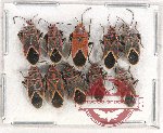 Scientific lot no. 955 Heteroptera (10 pcs)