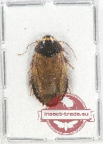 Blattodea sp. 41 (10 pcs)